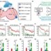 Brain-inspired learning algorithm realizes metaplasticity in artificial and spiking neural networks