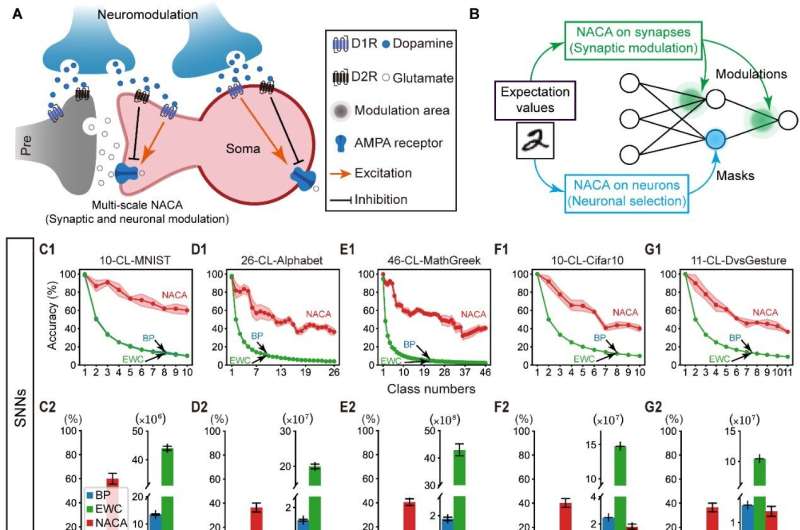 Brain-inspired learning algorithm realizes metaplasticity in artificial and spiking neural networks