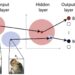 Using the brain as a model inspires a more robust AI