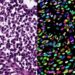 Microscopy image segmentation via point and shape regularized data synthesis