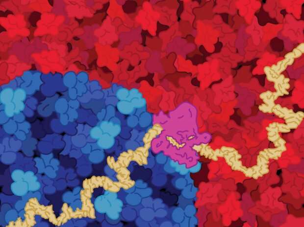 Researchers create a neural network for genomics that explains how it achieves accurate predictions