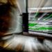 What are AI chatbots actually doing when they