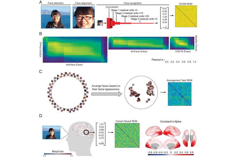 Study finds AI recognizes faces but not like the human brain