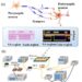 Multi-synaptic photonic spiking neural networks based on a DFB-SA chip