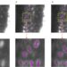 Analyzing microscopic images: New open-source software makes AI models lighter, greener