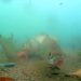 Researchers develop a multiscale feature modulation network for advanced underwater image enhancement