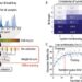 Neural networks made of light: Research team develops AI system in optical fibers