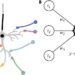 Exploring the use of silicon microresonators for artificial neural networks