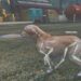 Grand Theft Auto and AI help team turn dog pics into 3D models