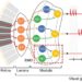 Research team develops insect-mimicking sensor to detect motion