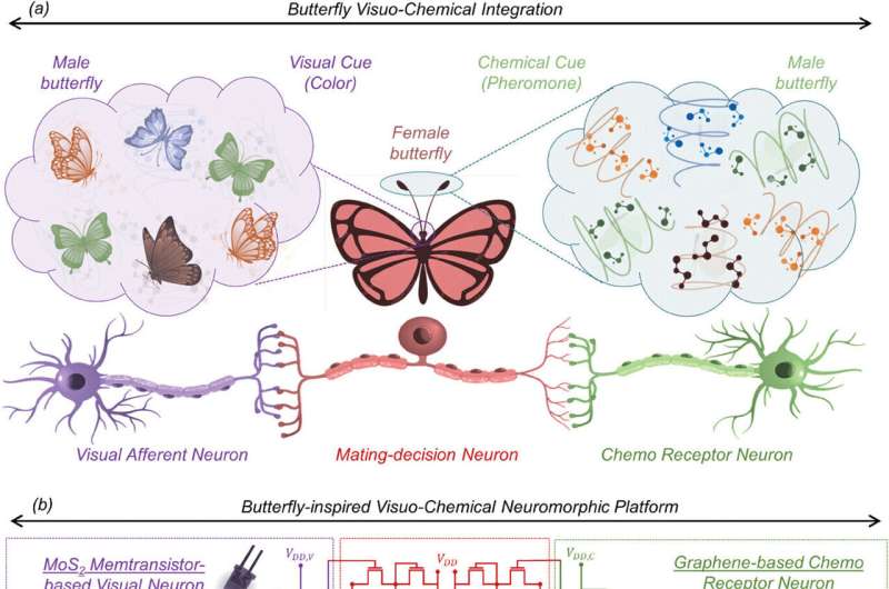 Butterfly-inspired AI technology takes flight
