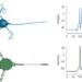 Brain-inspired computing may boil down to information transfer