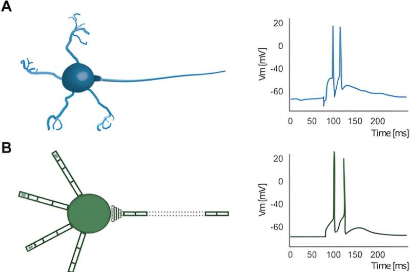 Brain-inspired computing may boil down to information transfer