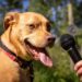 Using AI to decode dog vocalizations