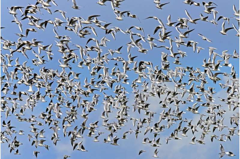 Nature-inspired AI algorithms offer new solutions to complex problems