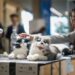 Inbred, gibberish or just MAD? Warnings rise about AI models