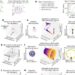 Flexible multi-task computation in recurrent neural networks relies on dynamical motifs, study shows