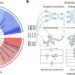 Scientists establish brain-inspired network model to bridge AI and neuroscience