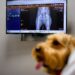 South Korean pet care goes high-tech with AI diagnostics