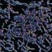 Bringing clarity to microscopic imaging: New tool removes motion artifacts